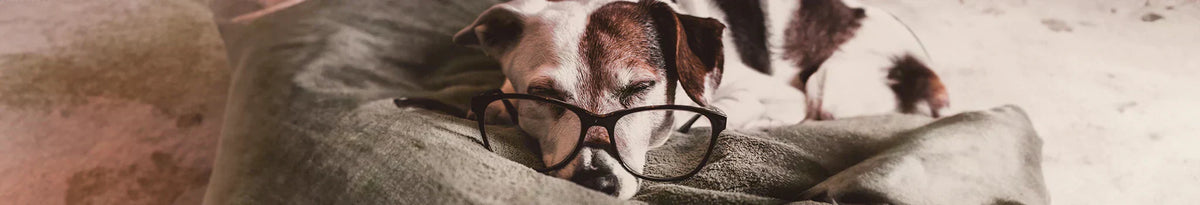 ¿Cómo identificar si un alimento para perro es de baja o alta calidad?