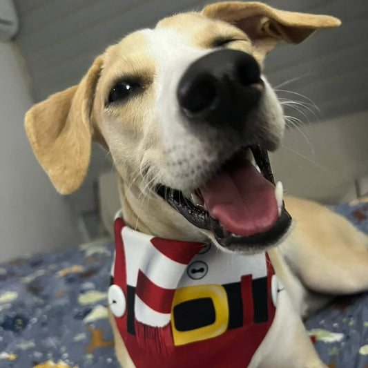 Cómo influye la alimentación en la salud dental de tu perro