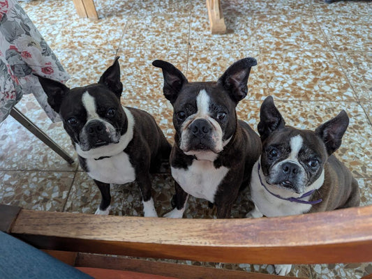 ¿Por qué mi perro no quiere comer? Cómo la alimentación natural de VITA despierta su apetito y cuida su bienestar