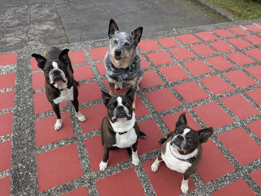 Perritos felices esperando snacks saludables VITA, el premio natural que cuida su salud y bienestar.