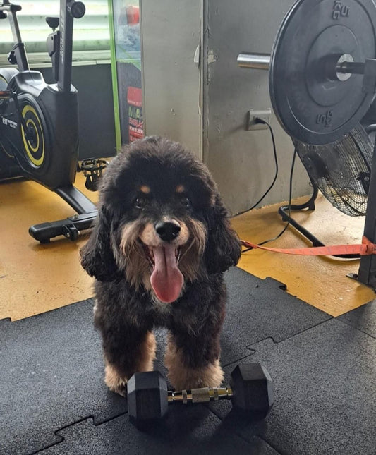 Why Dog Food Quality Matters: Choosing the Best Food for Dogs and Quality Dog Food