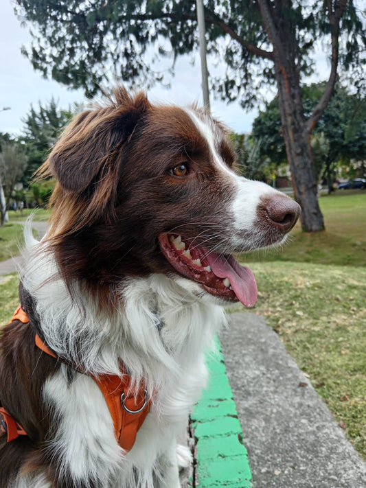 Problemas digestivos y alimenticios más comunes en los Border Collie