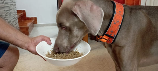 Comida para perros sin gluten: Salud y bienestar en cada bocado
