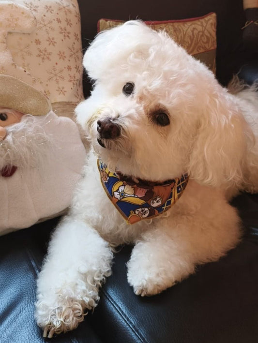 Cómo adiestrar en casa a un perro