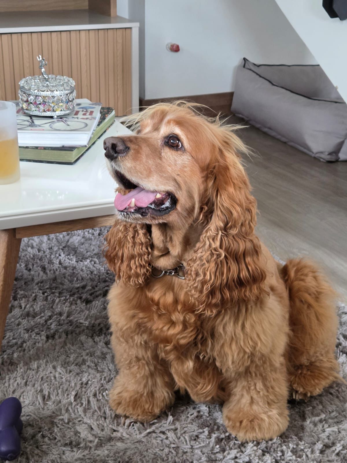 Comida super premium para perros