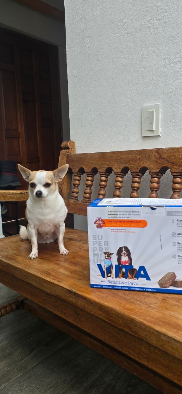 Probióticos y prebióticos para perros: La clave de una digestión óptima