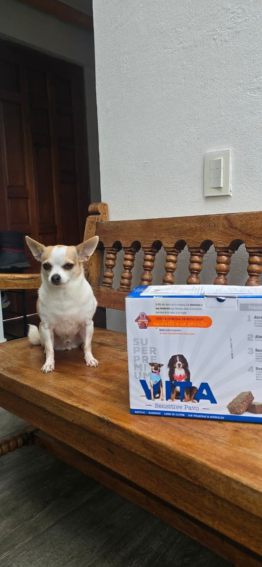 Probióticos y prebióticos para perros: La clave de una digestión óptima