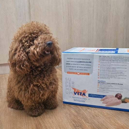 Las alergias en los perros, un padecimiento que puede evitarse