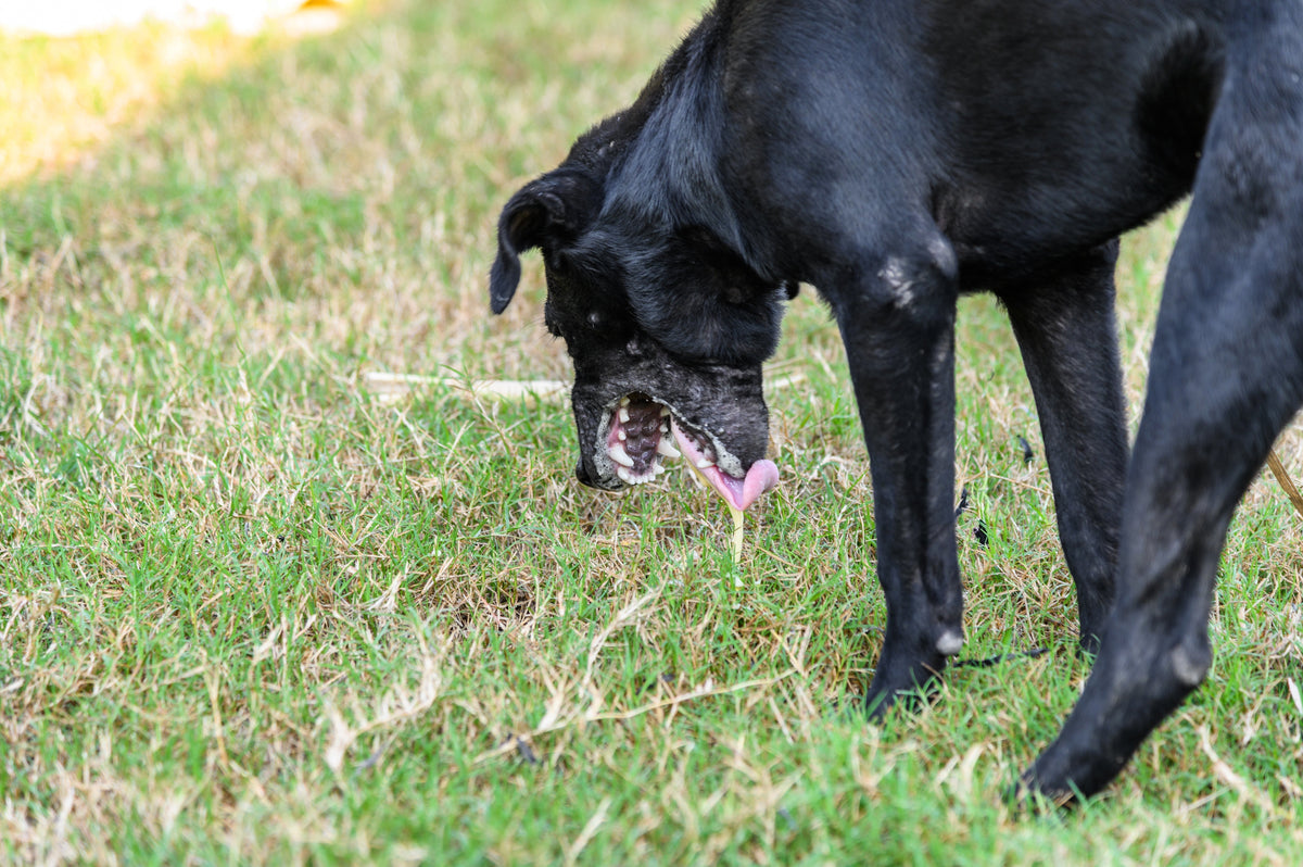 Vómitos en perros: causas, síntomas y tratamiento