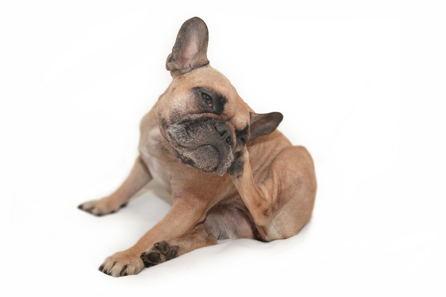 Alergias en perros: ¿Cómo detenerlas?
