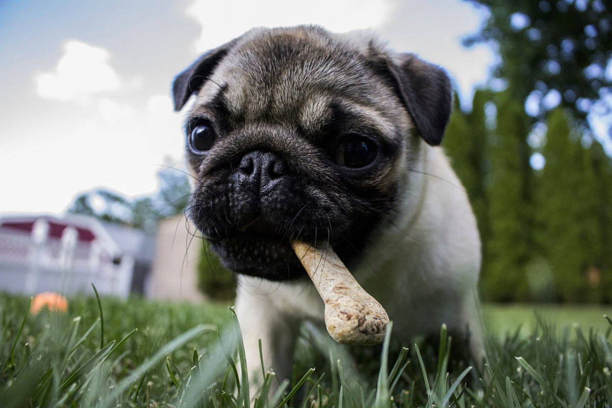 ¿Qué tipos de comida existen para perros?