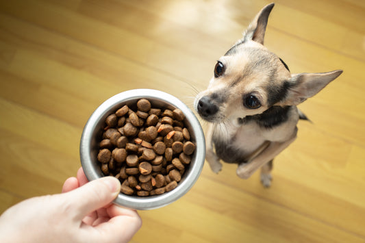 Ranking de alimento para perro