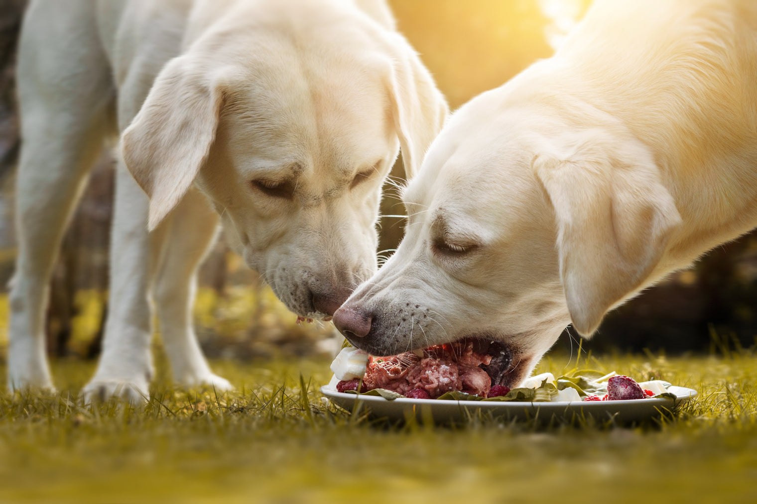 ¿Por qué debes pensarlo dos veces antes de seleccionar o mantener la comida BARF para tu perrito?