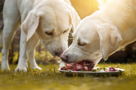 ¿Por qué debes pensarlo dos veces antes de seleccionar o mantener la comida BARF para tu perrito?