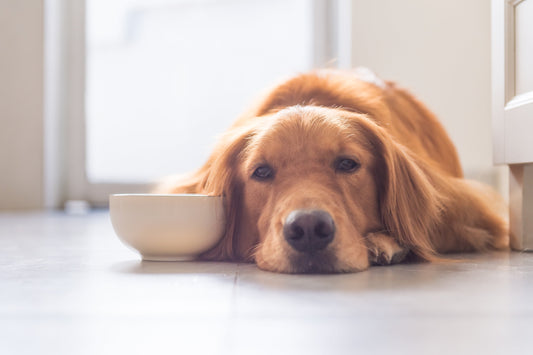 Mi perro tiene diarrea: ¿qué hago?