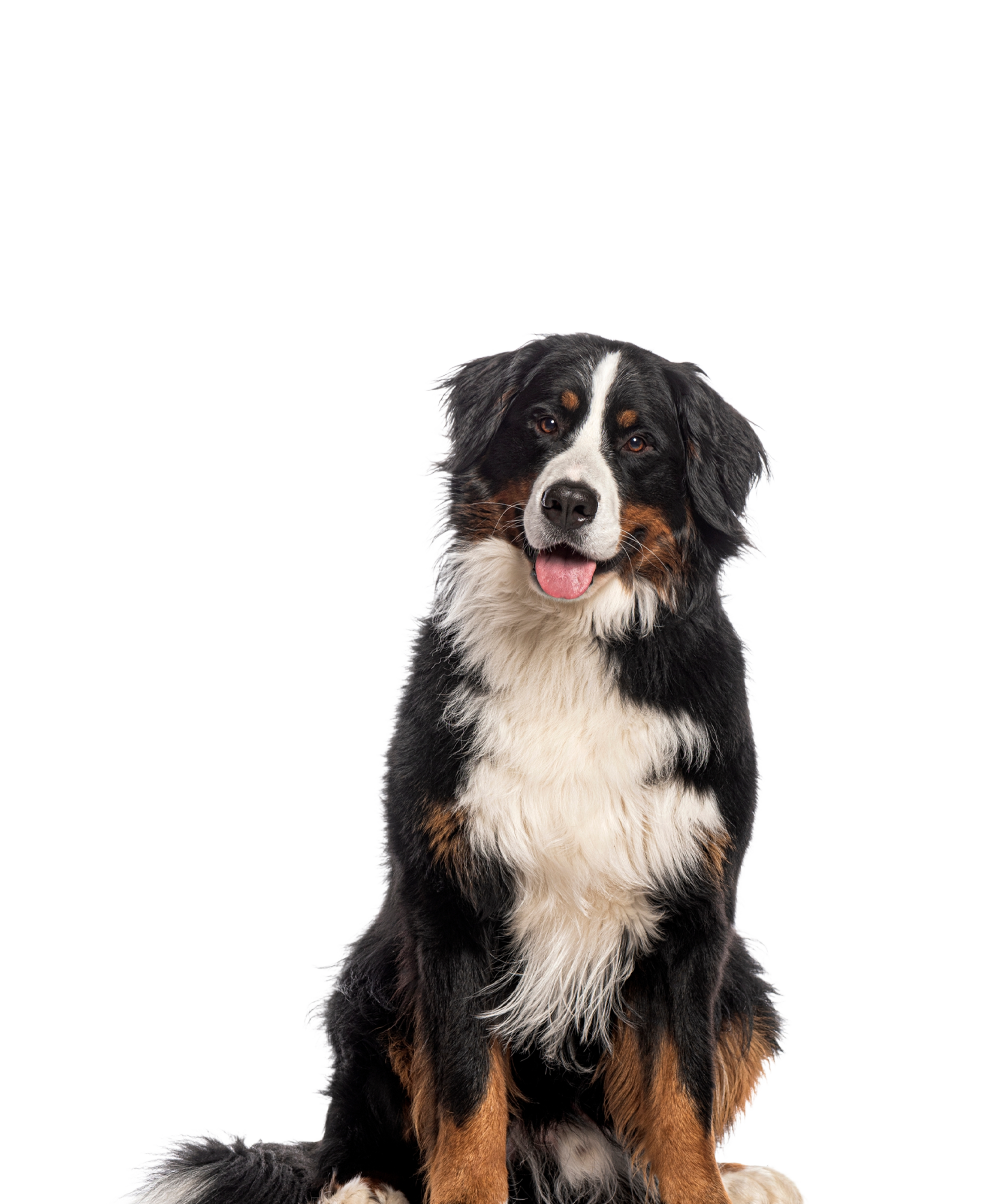 Perro